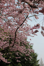 "Run Wild, Softly" Necklace